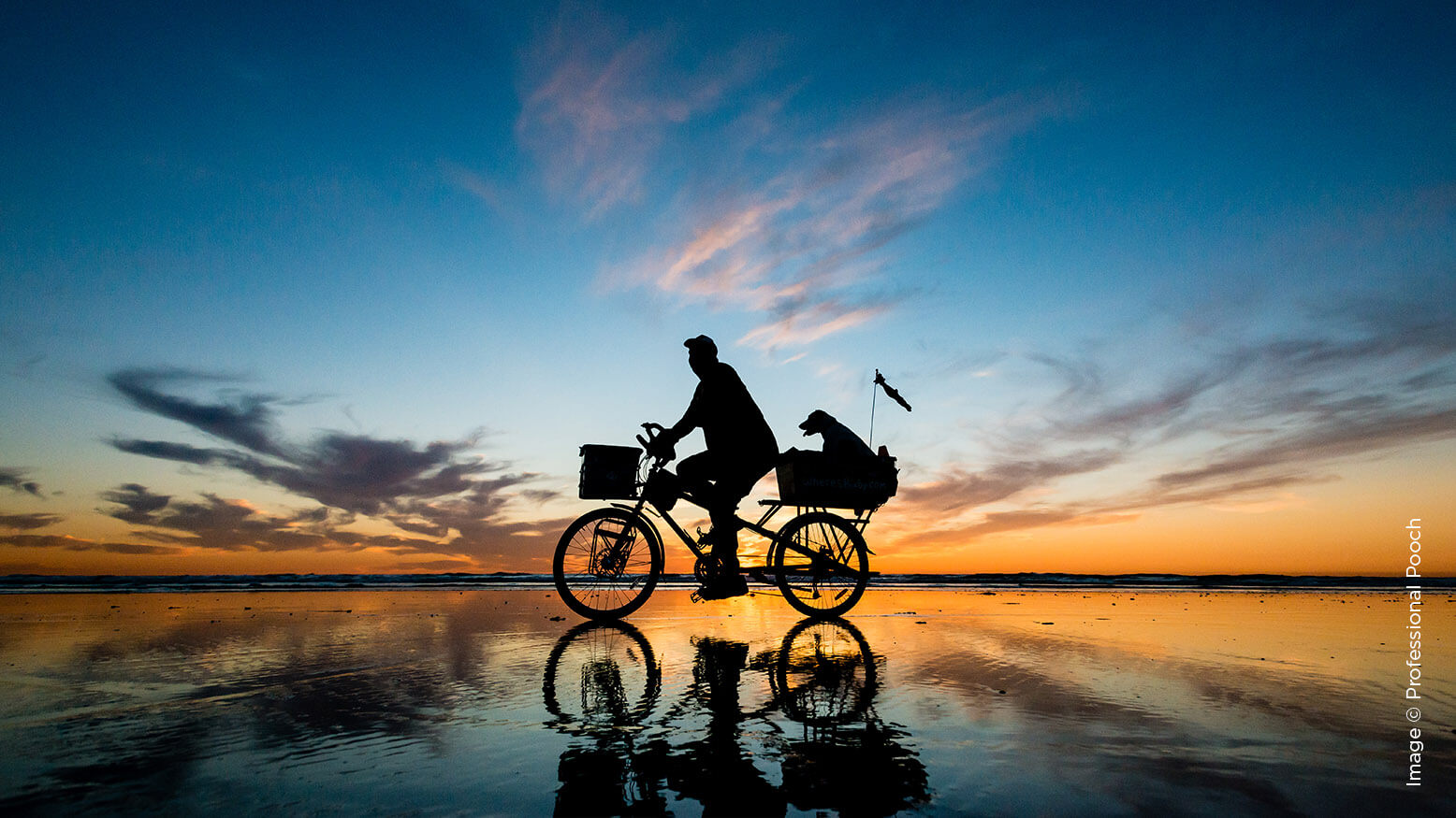 Dog Photography Lighting for Dogs Behind the Shutter