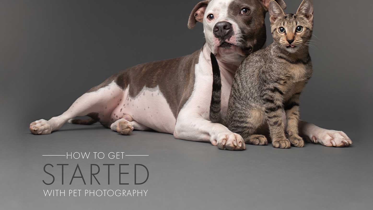 Read more about the article How To Get Started With Pet Photography